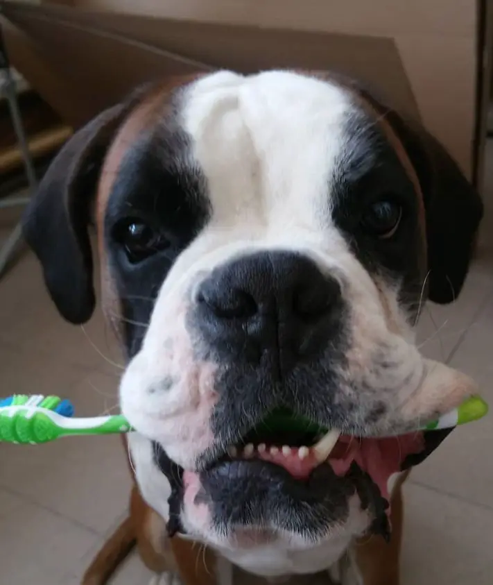 Boxer Dog with toothbrush on its mouth
