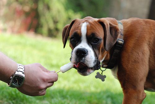 Boxer Dog in the backyard licking a popsicle while being held by a man