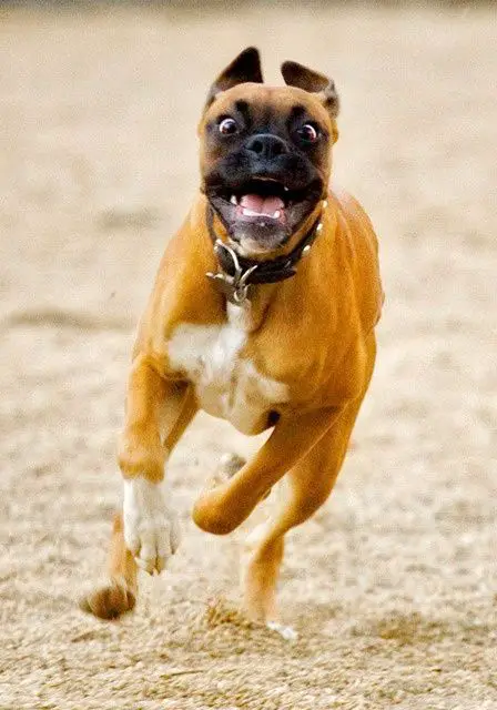 smiling Boxer Dog while running