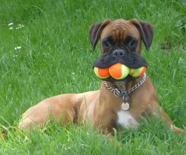 Boxer Dog lying down on the green grass with three balls in its mouth