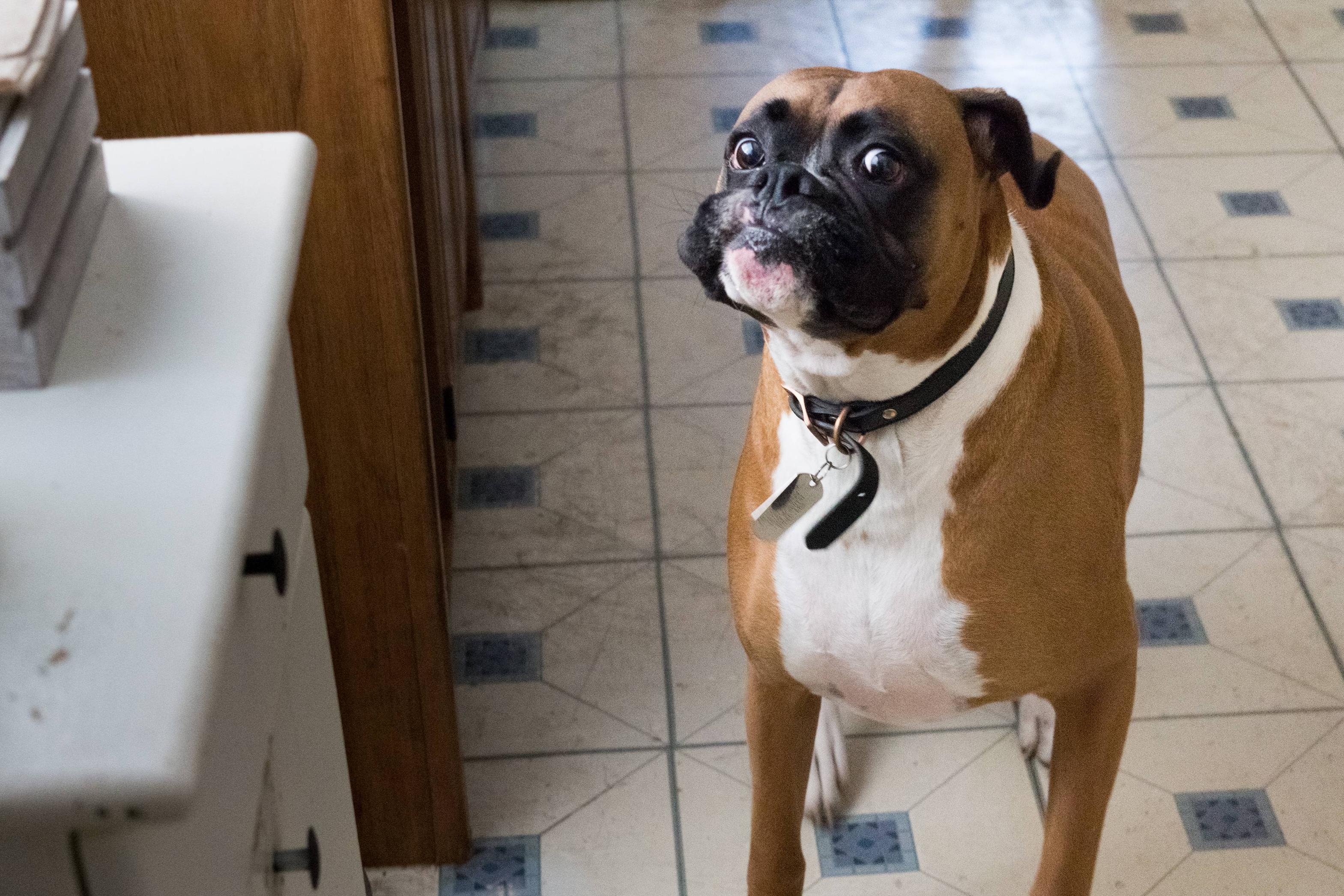 Boxer dog in the kitchen staring at its food with big eyes