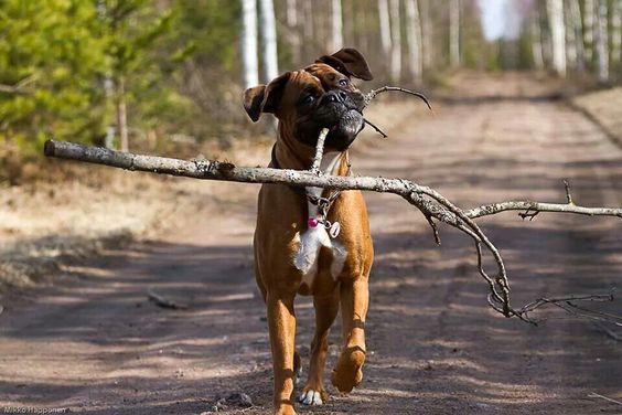 Boxer Dog walking while carrying a twig on its mouth