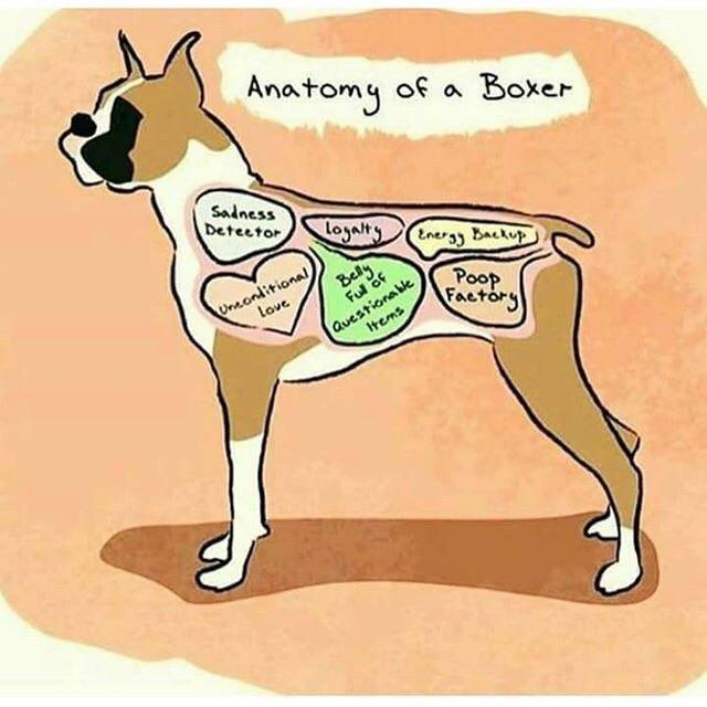 anatomy of a Boxer dog artwork