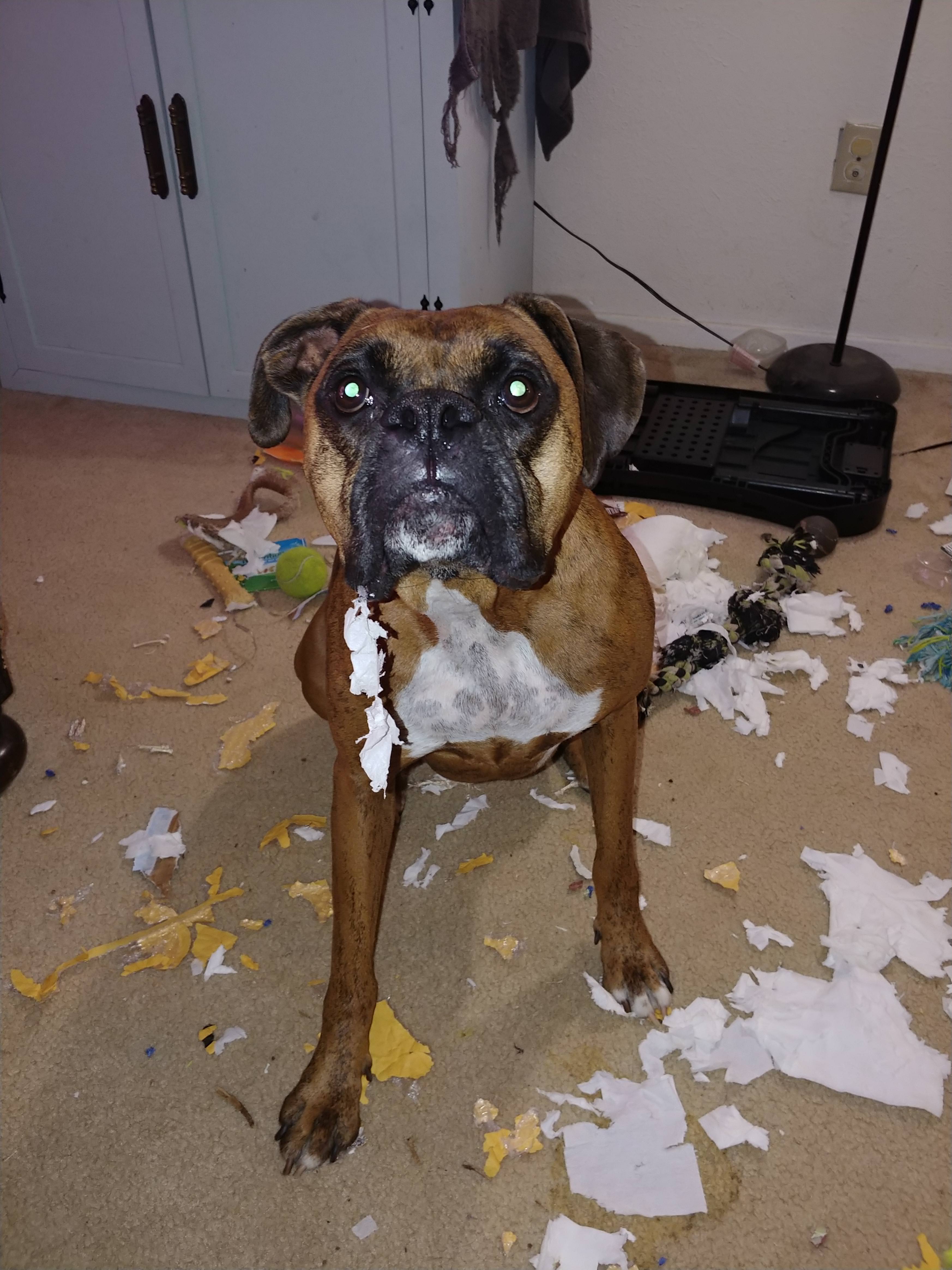 Boxer Dog with torn tissue paper in its mouth and all over the floor