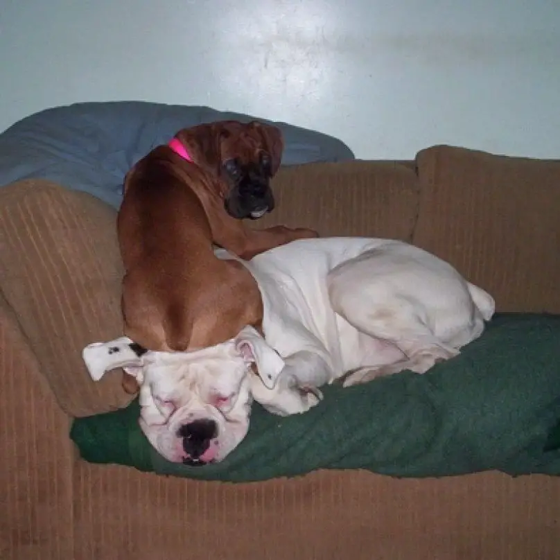 Boxer dog sitting on the couch with its butt on top of the head of another dog