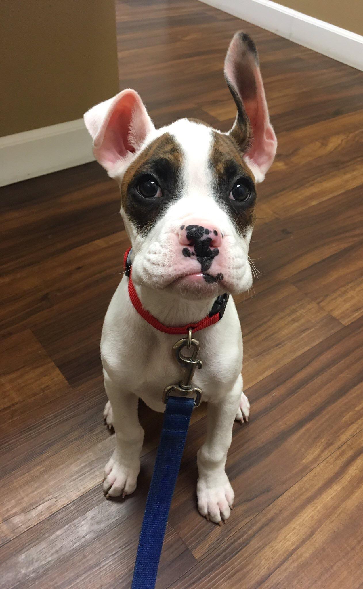 Boxer puppy sitting on the floor