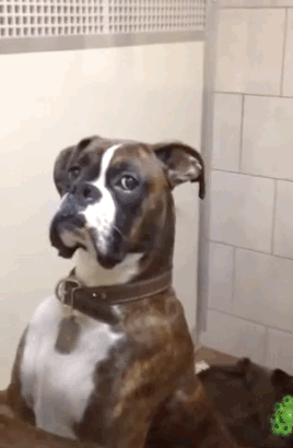 GIF of a Boxer Dog standing up from behind the window