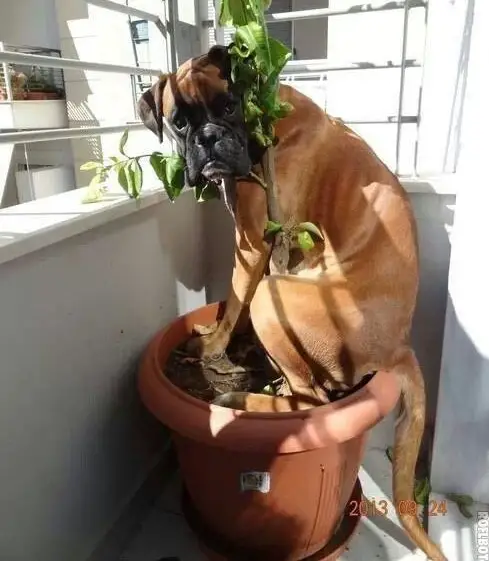 Boxer dog sitting on the soil of the plant in a pot