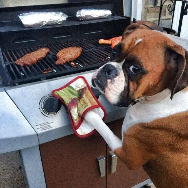 Boxer Dog standing up leaning against the grilling tab while wearing a gloves 