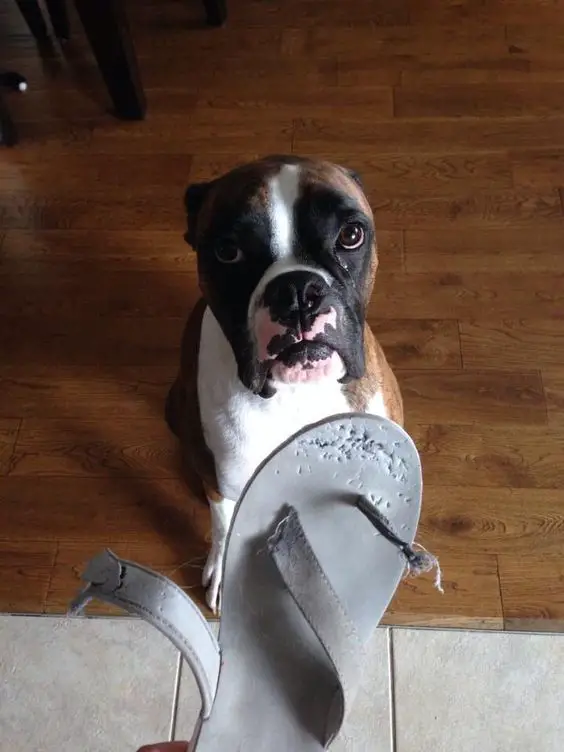 Boxer Dog with guilty face while showing him the torn slippers