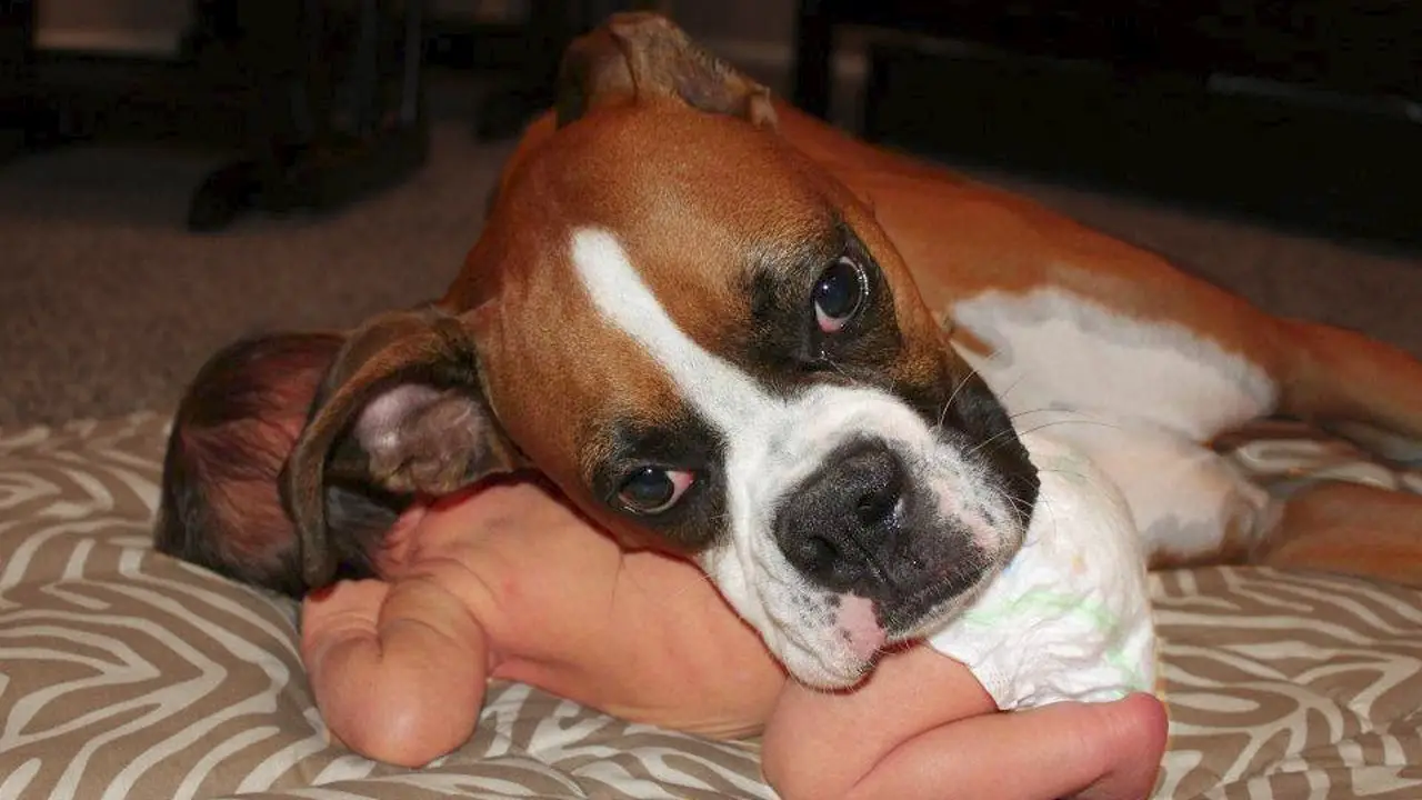 Boxer dog lying its head on the back of the baby