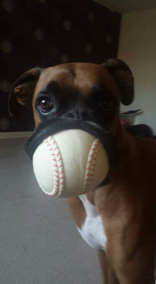 Boxer Dog with a ball in its mouth