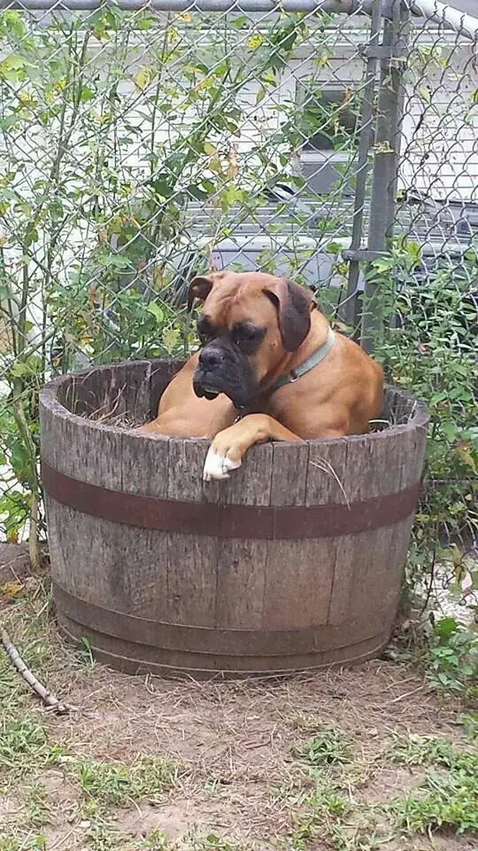 Boxer Dog sitting on the barrel outdoors