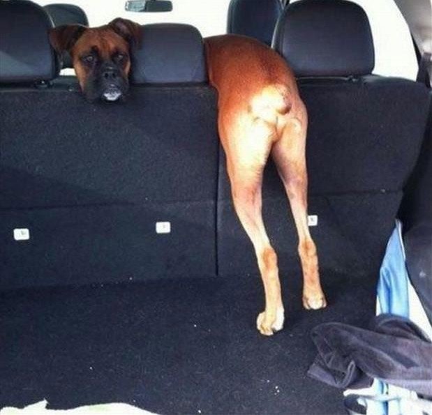 Boxer dog inside the car with its butt and legs hanging from the back of the seat with its face is on the side looking back