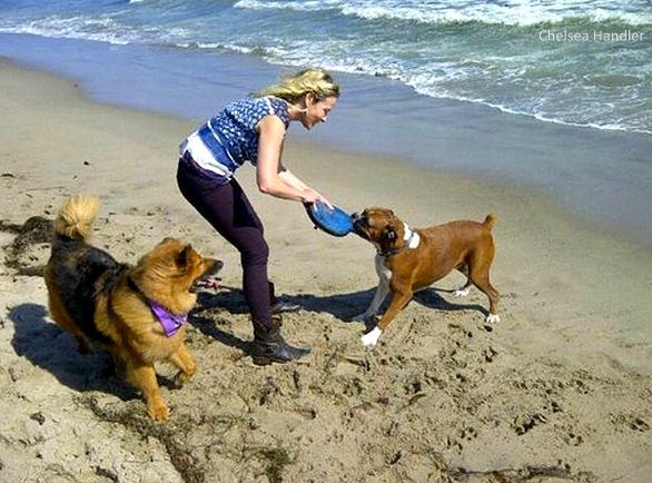 Chelsea Handler playing tug of war with her Boxer Dog by the seashore