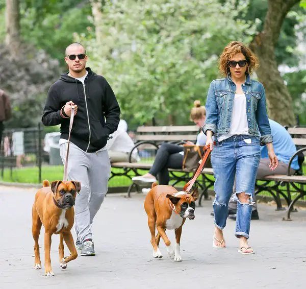 Jennifer Lopez walking at the park with a guy and their Boxer Dogs on a leash