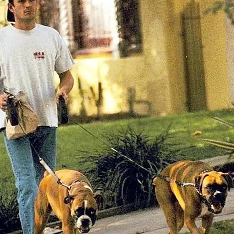 Luke Perry walking in the street with his two Boxer Dogs