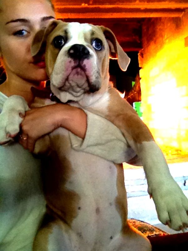 Miley Cyrus hugging her Boxer puppy