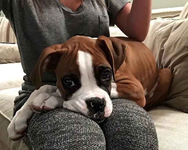 Boxer Dog lying on its owners lap