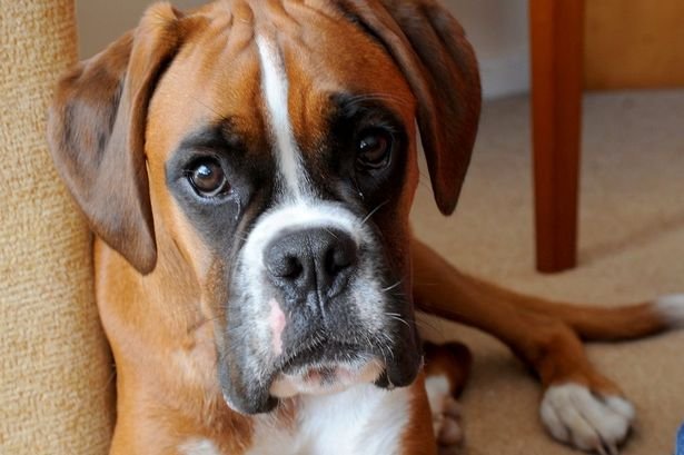 Boxer Dog lying on the floor while staring