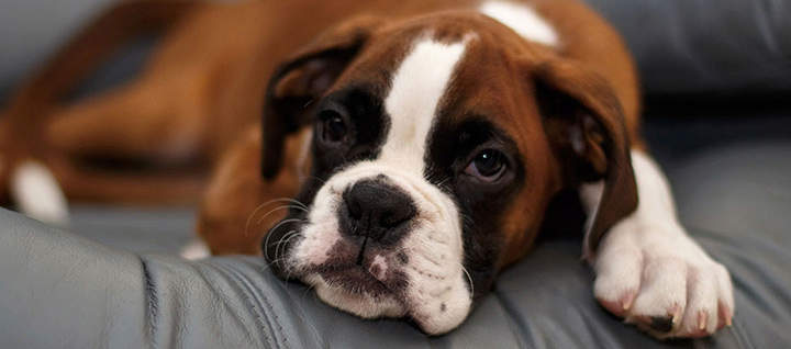 Boxer puppy lying on the couch