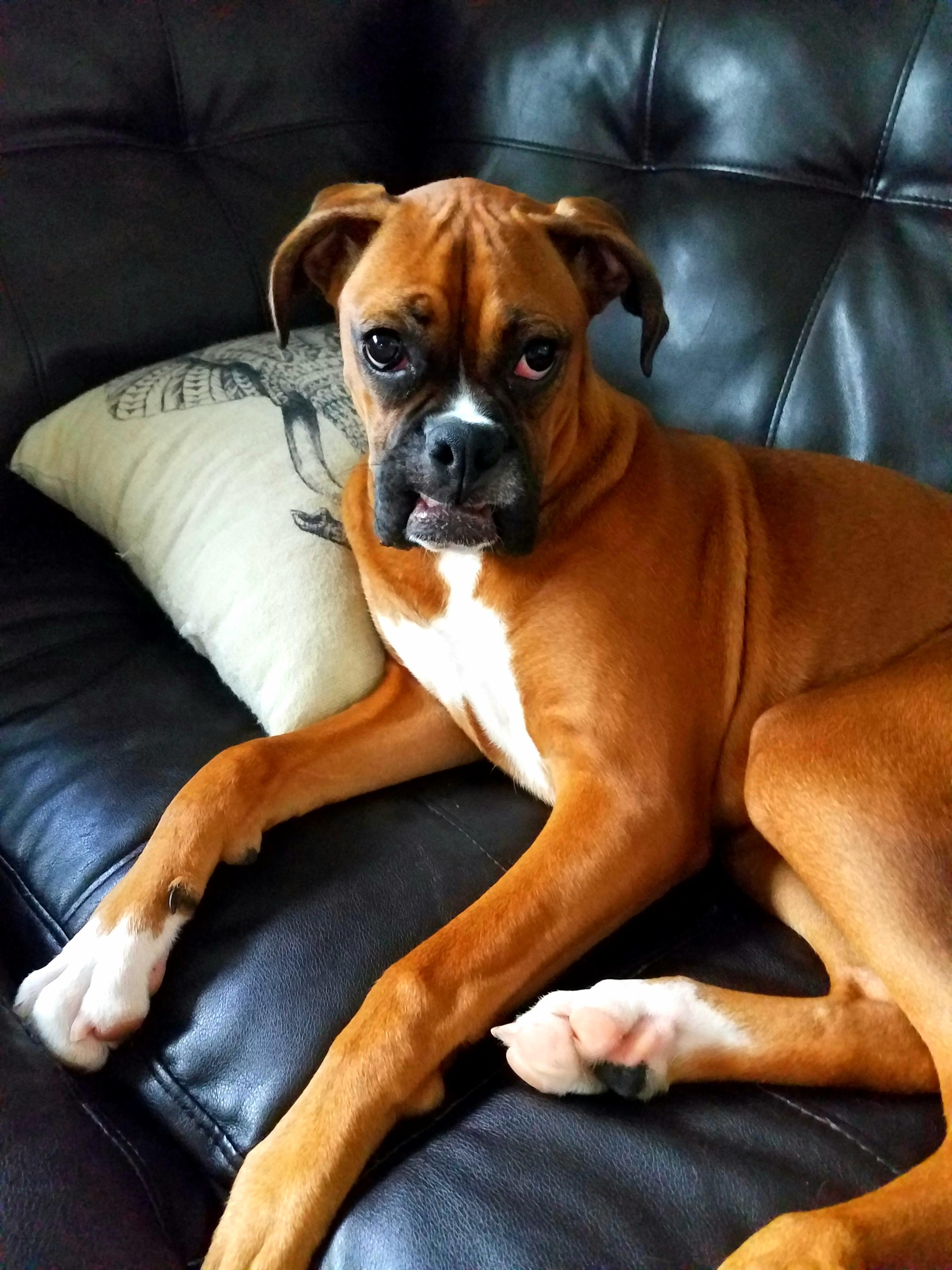 Boxer Dog lying on the couch with its weird face