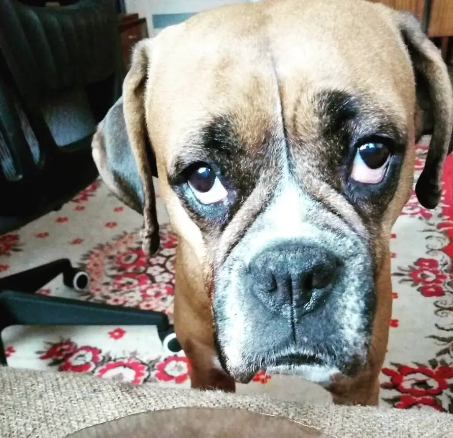 Boxer dog standing on the floor behind the couch with its sad eyes