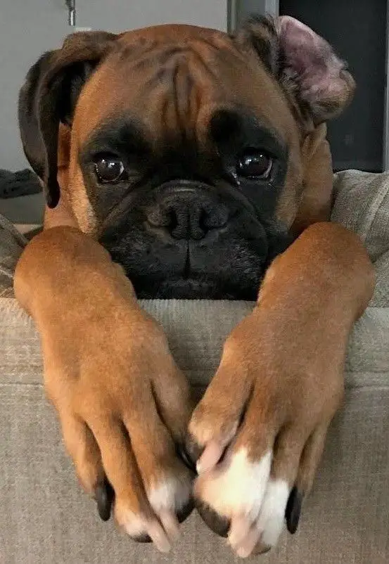 Boxer dog sitting on the couch with its sad face