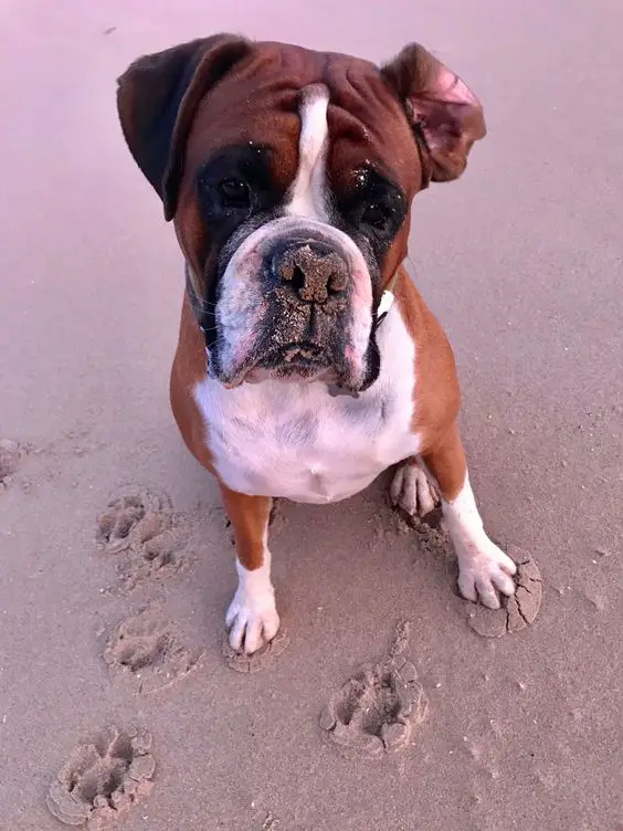 Boxer dog sitting in the sand with its sad face