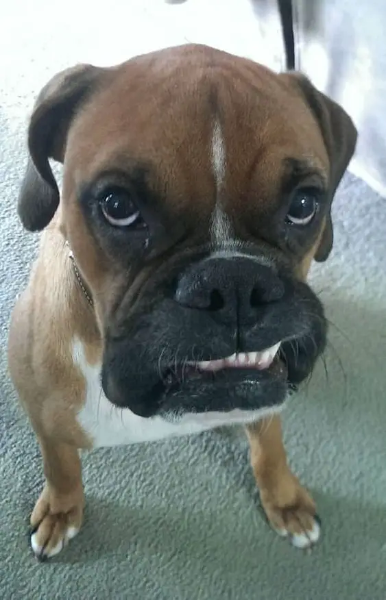 Boxer dog showing its teeth