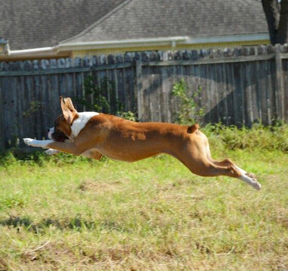 A Boxer Dog running in the yard