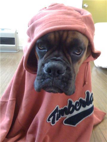 Boxer Dog wearing an oversized hoodie