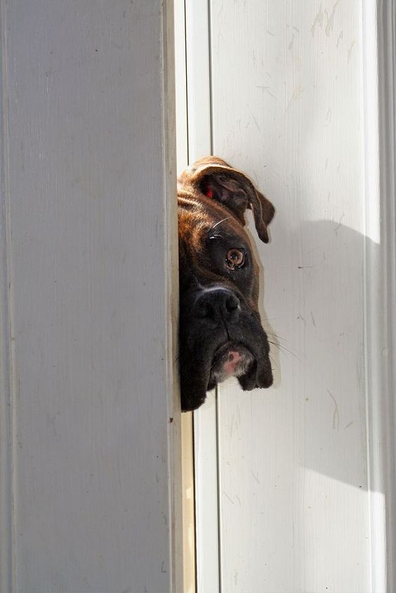 Boxer dog peeking behind the door with its sad face
