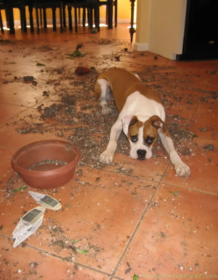Boxer Dog with its begging face while its food is spilled all over the floor