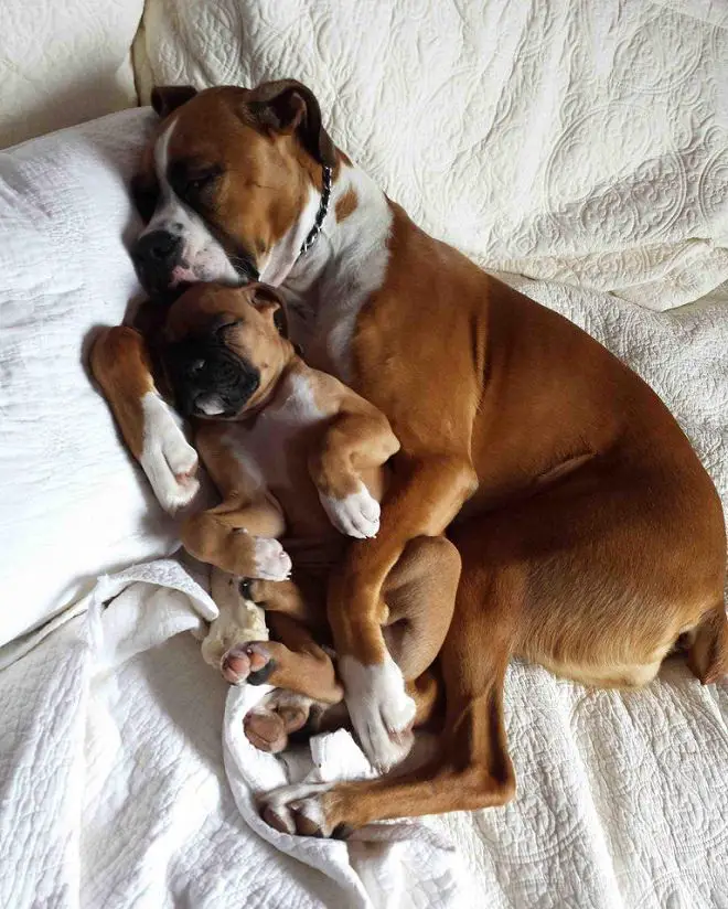 Boxer dog sleeping on the bed beside its puppy