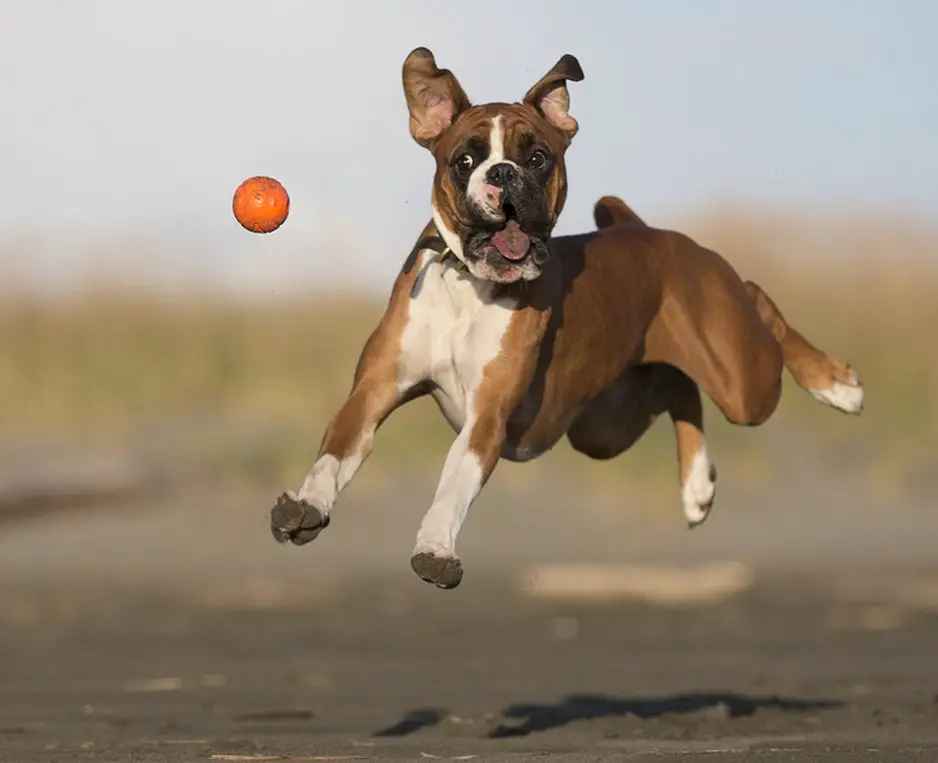 Boxer Dog chasing the ball