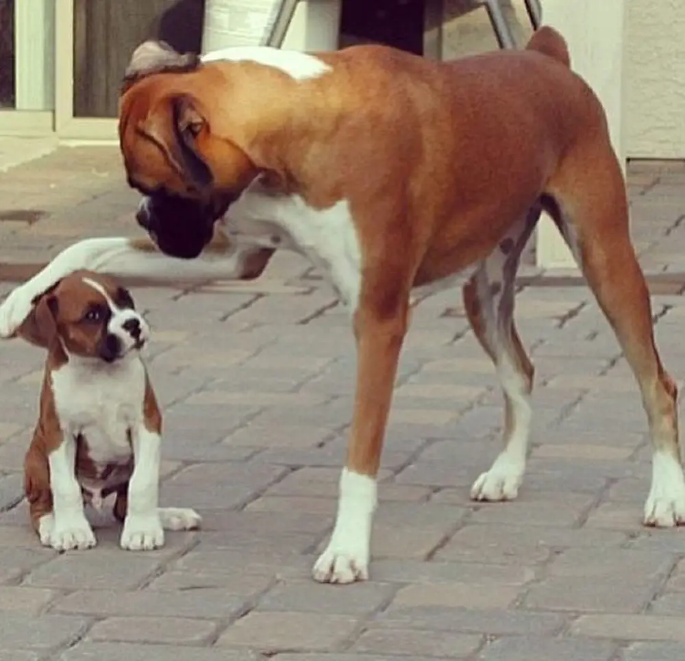 Boxer Dog petting a Boxer puppy on the streets