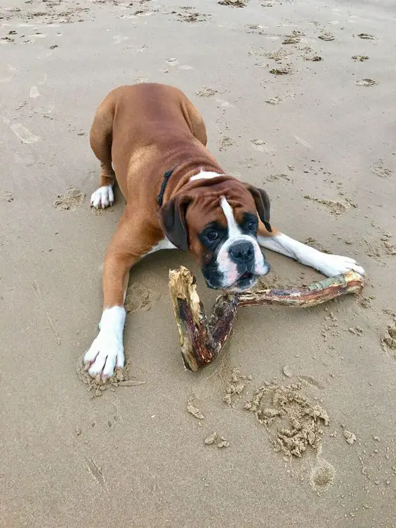 Boxer dog bow playing in the sand with a stick in front of him