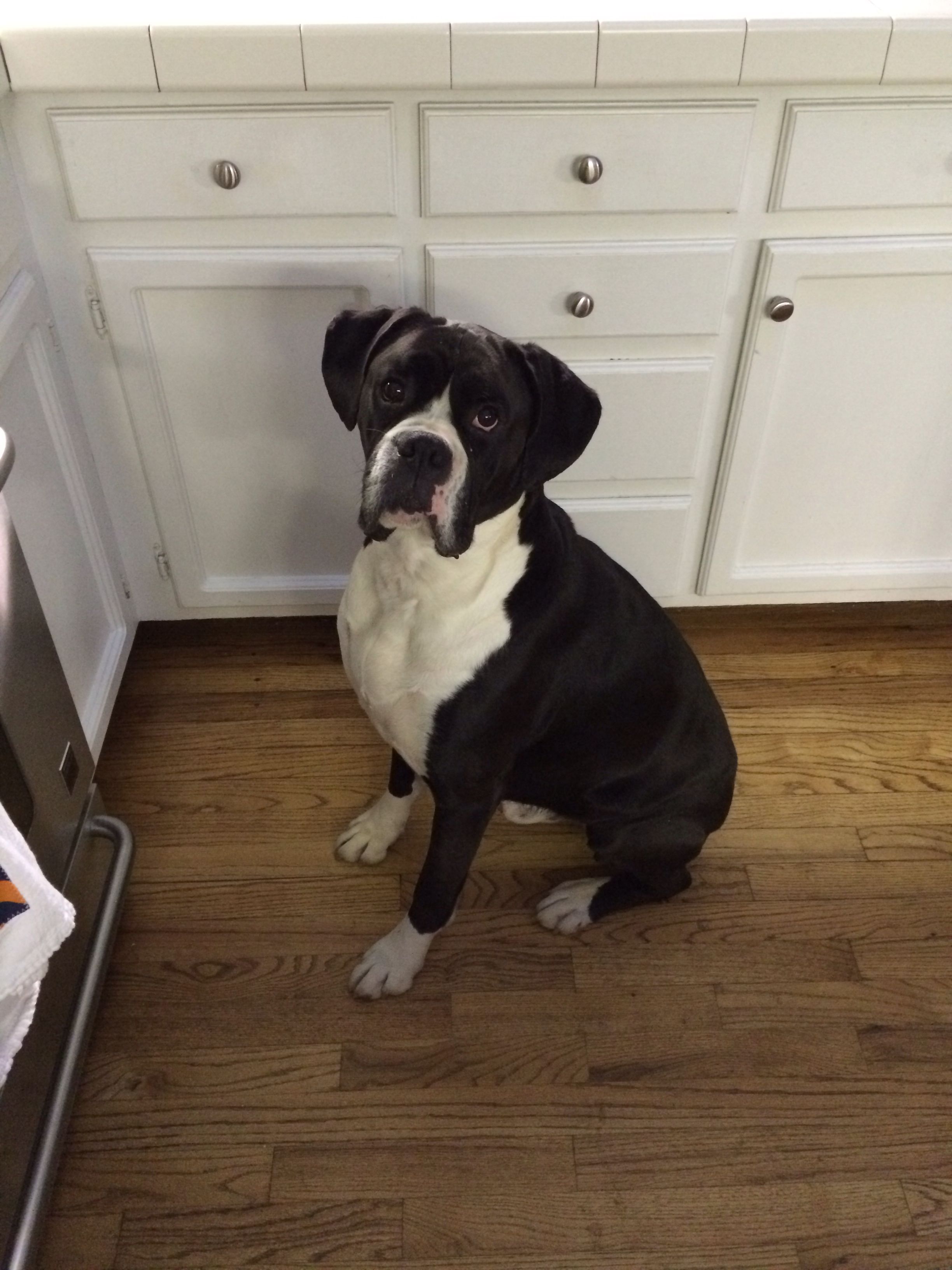 Boxer dog sitting on the floor with its sad eyes