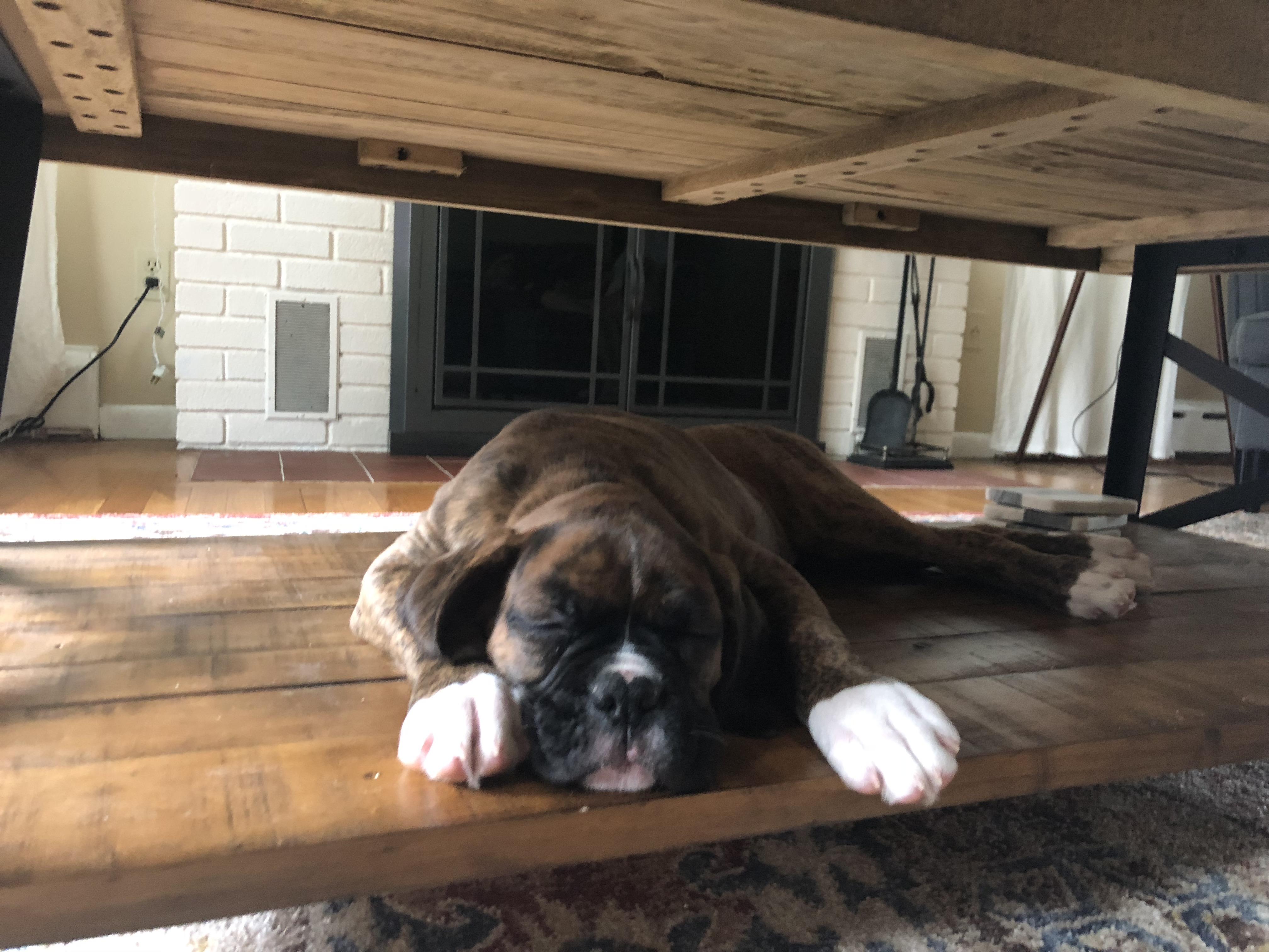 Boxer Dog sleeping on the floor