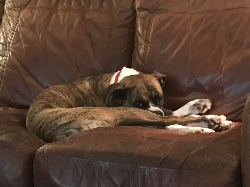 Boxer dog lying on the couch