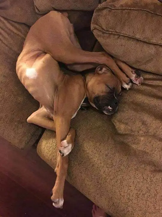 Boxer dog sleeping on the couch with its twisted body position