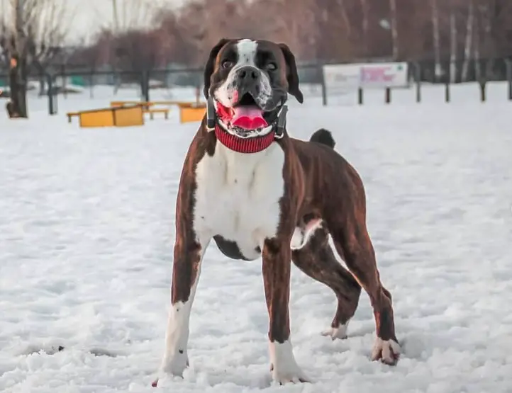 Boxer dog standing in snow at the park while smiling