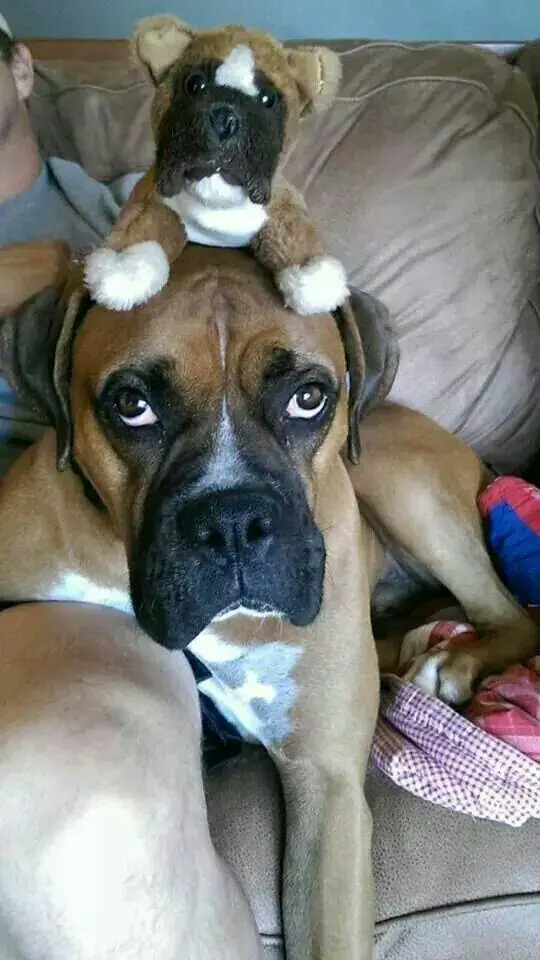 Boxer dog lying on the couch with a Boxer dog stuffed toy on top of its head