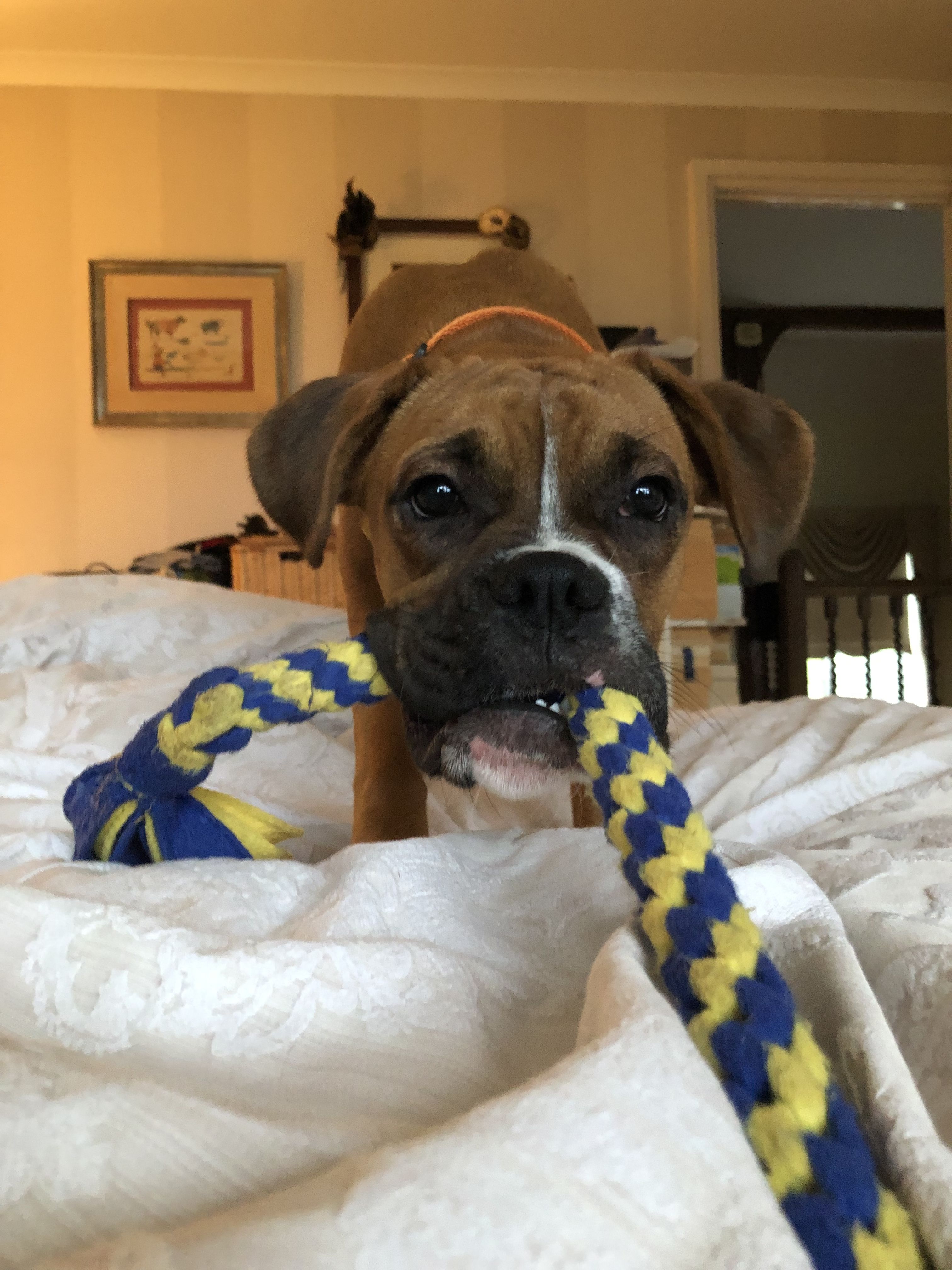 Boxer Dog pulling its tug toy