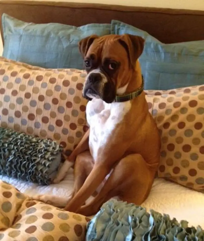 Boxer dog sitting on top of the bed