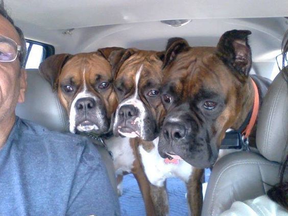 three Boxer Dogs lined up on the back of the car