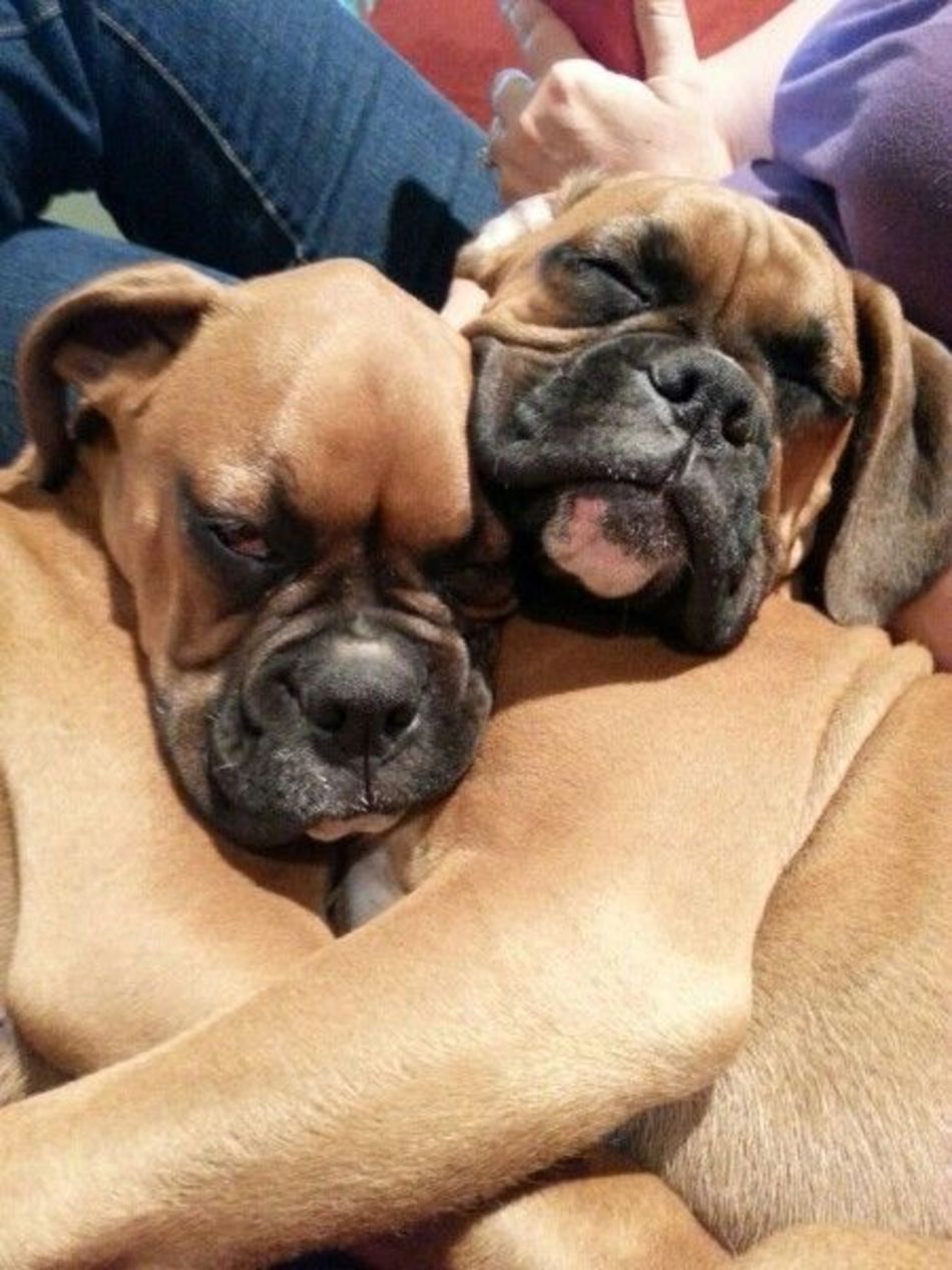 two Boxer Dogs snuggled up on each other while sleeping