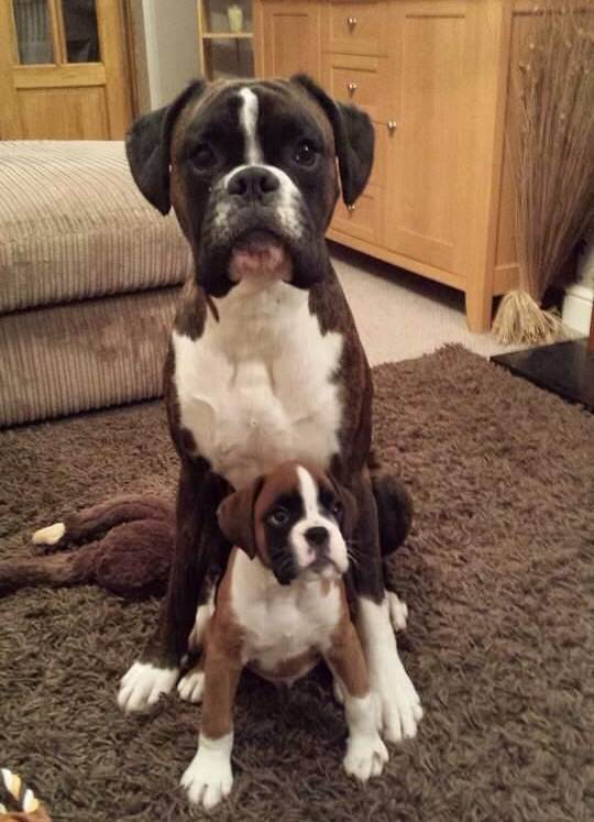 Boxer dog sitting on the floor behind its puppy