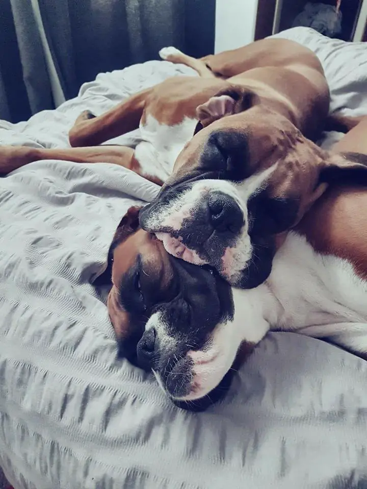 Boxer Dog sleeping with its head on top of another boxer dog's head on the bed